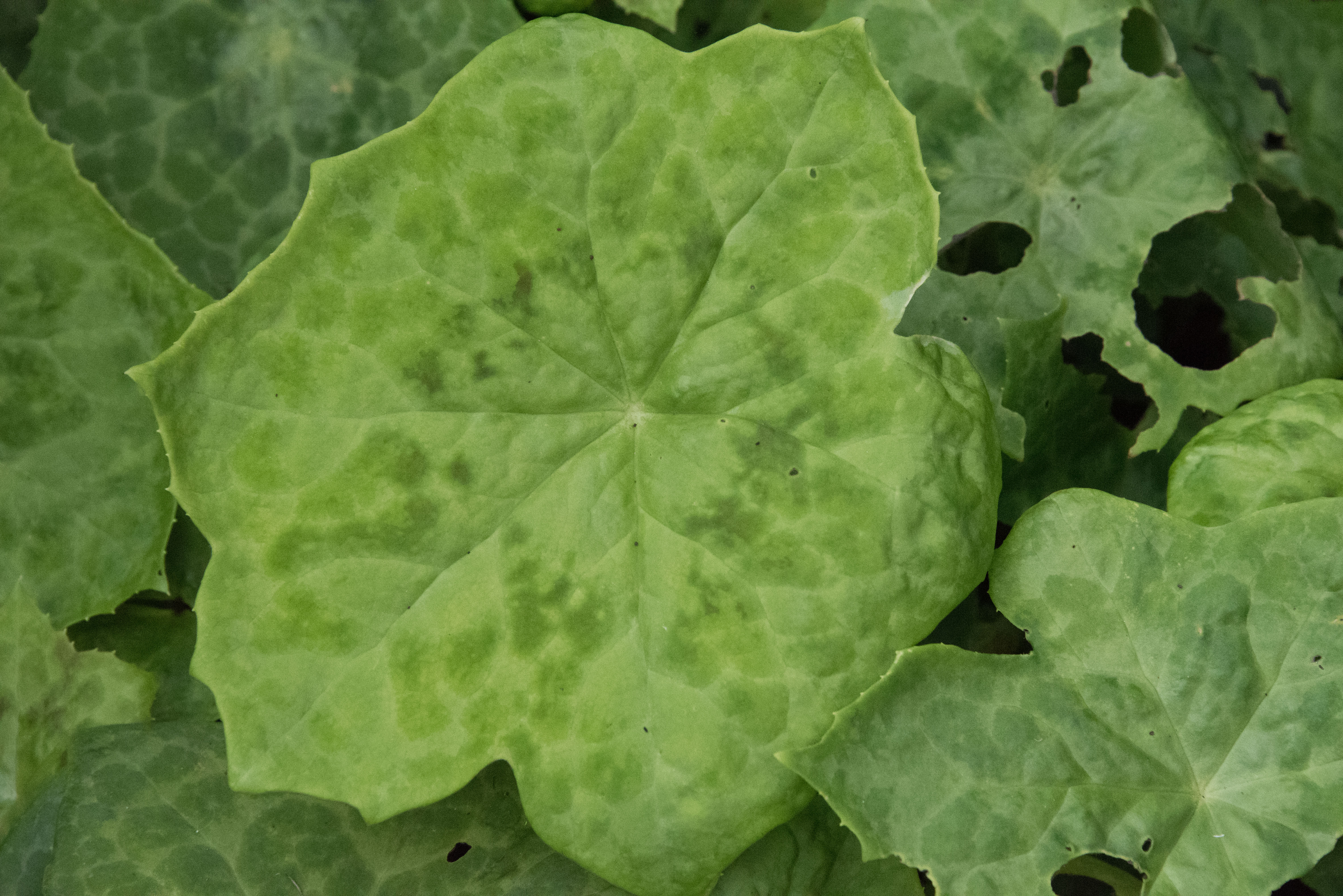 Podophyllum 'Spotty Dotty' Voetblad bestellen